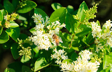 abeja en flores