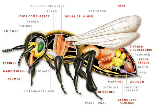 Bijujo de las partes de una abeja