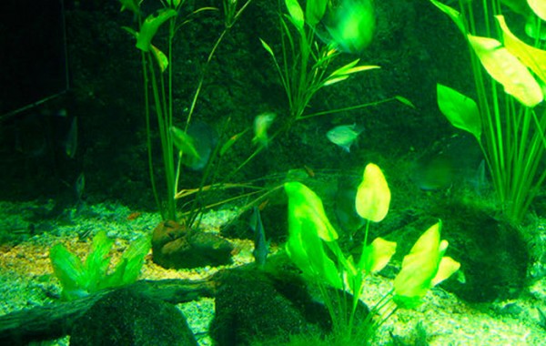 Chlorella para la eliminación de tóxicos
