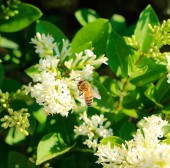 El Veneno de Abeja puede acabar con el dolor de espalda