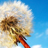 Diente de león , estimula el apetito