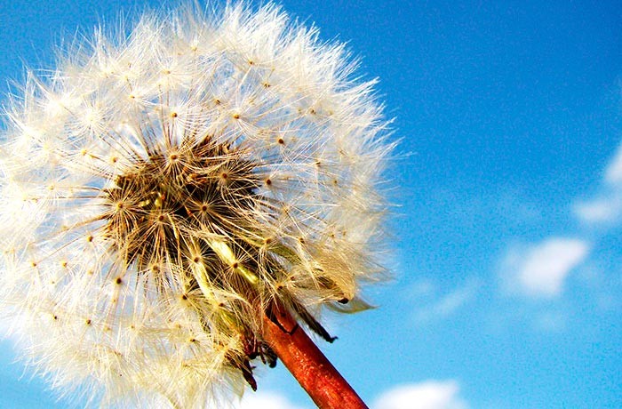 Diente de león , estimula el apetito