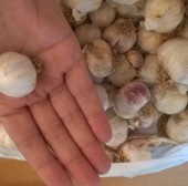 APITERAPIA, ACUPUNTURA Y DIETOTERAPIA