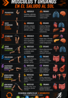 Anatomía y Biomecánica del Saludo al Sol (Surya Namaskar)