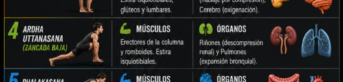 Anatomía y Biomecánica del Saludo al Sol (Surya Namaskar)